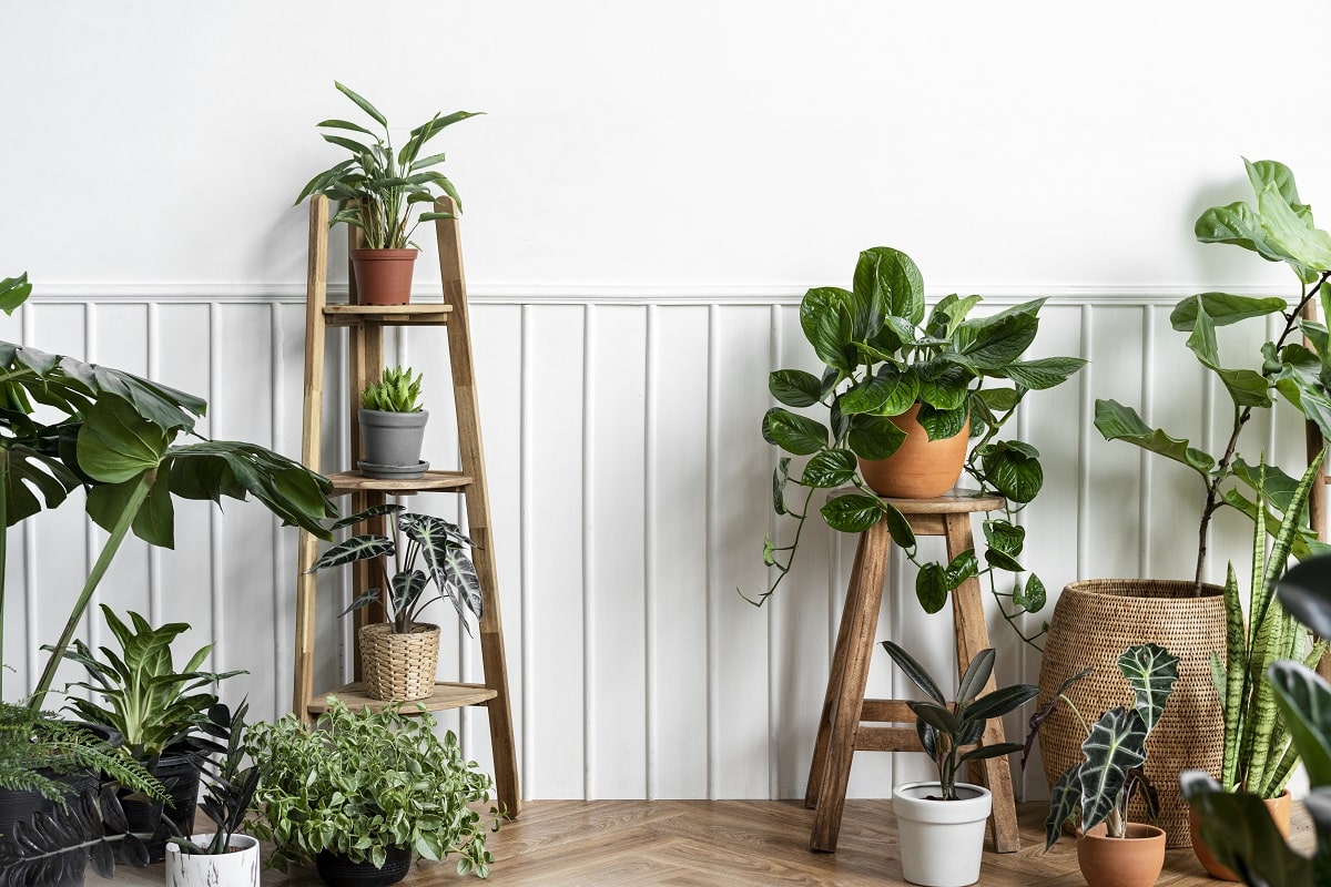 Comment décorer avec des plantes